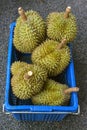 Fresh durian Thai fruit in plastic bucket