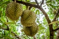 Fresh durian