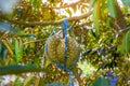 Fresh durian on the tree waiting to be picked and sold in the garden. It is the most popular and famous fruit king of Thailand Royalty Free Stock Photo