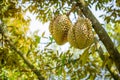 Fresh durian on the tree waiting to be picked and sold in the garden. It is the most popular and famous fruit king of Thailand Royalty Free Stock Photo