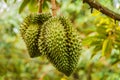 Fresh durian tropical fruit growing on durian tree plant in garden