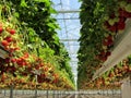 Fresh Dutch strawberry in a greenhouse