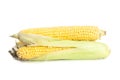 Fresh Ear of Corns isolated on a white Royalty Free Stock Photo