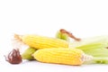 Fresh ear of sweet corn on cobs kernels or grains of ripe corn on white background corn vegetable isolated