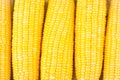 Fresh ear of sweet corn on cobs kernels or grains of ripe corn on white background vegetable isolated Royalty Free Stock Photo