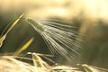 A fresh ear of wheat in the field on a spring morning Royalty Free Stock Photo