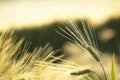 A fresh ear of wheat in the field on a spring morning Royalty Free Stock Photo