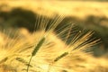 A fresh ear of wheat in the field in the sunshine Royalty Free Stock Photo