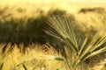 A fresh ear of wheat in the field in the sunshine Royalty Free Stock Photo