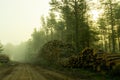 Fresh early morning mist in the forest. Beautiful sunrise in the woods cutting area with a fog.