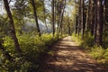 Fresh early morning mist in the forest. Royalty Free Stock Photo