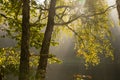 Fresh early morning mist in the forest. Royalty Free Stock Photo