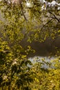 Fresh early morning mist in the forest. Royalty Free Stock Photo