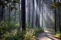 Fresh early morning mist in the forest. Royalty Free Stock Photo