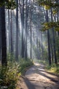 Fresh early morning mist in the forest. Royalty Free Stock Photo