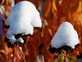 Fresh early snow on autumn joy Royalty Free Stock Photo