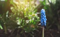 Fresh early spring blue hyacinth, grown in Land garden , gladiolus and hyacinth. Flowerbed with hyacinths. Spring Soil