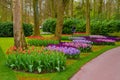 Fresh early spring pink, purple, white hyacinth bulbs. Flowerbed with hyacinths in Keukenhof park, Lisse, Holland, Netherlands