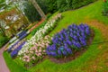 Fresh early spring pink, purple, white hyacinth bulbs. Flowerbed with hyacinths in Keukenhof park, Lisse, Holland, Netherlands