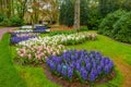 Fresh early spring pink, purple, white hyacinth bulbs. Flowerbed with hyacinths in Keukenhof park, Lisse, Holland, Netherlands