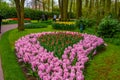 Fresh early spring pink, purple, white hyacinth bulbs. Flowerbed with hyacinths in Keukenhof park, Lisse, Holland, Netherlands