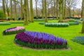 Fresh early spring pink, purple, white hyacinth bulbs. Flowerbed with hyacinths in Keukenhof park, Lisse, Holland, Netherlands