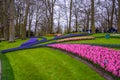 Fresh early spring pink, purple, white hyacinth bulbs. Flowerbed with hyacinths in Keukenhof park, Lisse, Holland, Netherlands