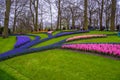 Fresh early spring pink, purple, white hyacinth bulbs. Flowerbed with hyacinths in Keukenhof park, Lisse, Holland, Netherlands