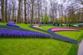 Fresh early spring pink, purple, white hyacinth bulbs. Flowerbed with hyacinths in Keukenhof park, Lisse, Holland, Netherlands Royalty Free Stock Photo