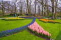 Fresh early spring pink, purple, white hyacinth bulbs. Flowerbed with hyacinths in Keukenhof park, Lisse, Holland, Netherlands Royalty Free Stock Photo