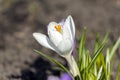 Fresh early white crocuses blooming in the garden.