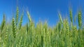 Fresh ears of young green wheat on nature in spring field under clear blue sky. Agriculture summer background. Large Royalty Free Stock Photo