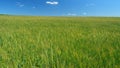 Fresh ears of young green wheat on nature in spring field under clear blue sky. Agriculture summer background. Large Royalty Free Stock Photo