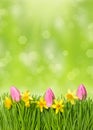Fresh easter flowers. narcissus, tulips in grass Royalty Free Stock Photo
