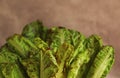 fresh eco-friendly spotted lettuce leaves royal feast close-up