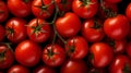 Fresh ecological and organic tomatoes