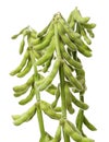 Fresh edamame soy beans Royalty Free Stock Photo