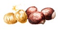 Fresh edible Chestnuts. Hand drawn watercolor illustration, isolated on white background. Royalty Free Stock Photo