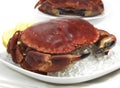 Fresh Edible Crab, cancer pagurus on Ice