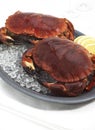 Fresh Edible Crab, cancer pagurus on Ice Royalty Free Stock Photo