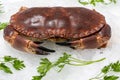 Fresh edible crab on ice Royalty Free Stock Photo