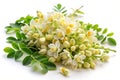 Fresh Edible Moringa Flowers on White Background Royalty Free Stock Photo