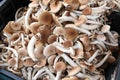 fresh edible mushrooms called Cyclocybe aegerita or poplars