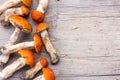 Fresh Edible wild Mushrooms orange-cap Boletus (Leccinum aurantiacum) On the Old Grey Wooden Background Royalty Free Stock Photo