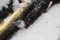 Fresh eel just cached Royalty Free Stock Photo