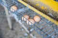 Fresh egg in chicken farming organic