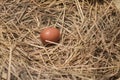 Fresh egg in chicken nest Royalty Free Stock Photo