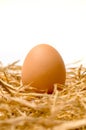 Barn Laid Egg in straw nest with white background Royalty Free Stock Photo