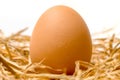 Barn Laid Egg in straw nest with white background Royalty Free Stock Photo