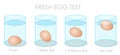 Fresh egg test. Finding daily fresh eggs, weekly old and stale eggs with the flotation and sinking experiment. Freshness